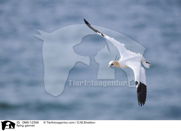 fliegender Basstlpel / flying gannet / DMS-12586