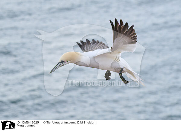 fliegender Basstlpel / flying gannet / DMS-12625