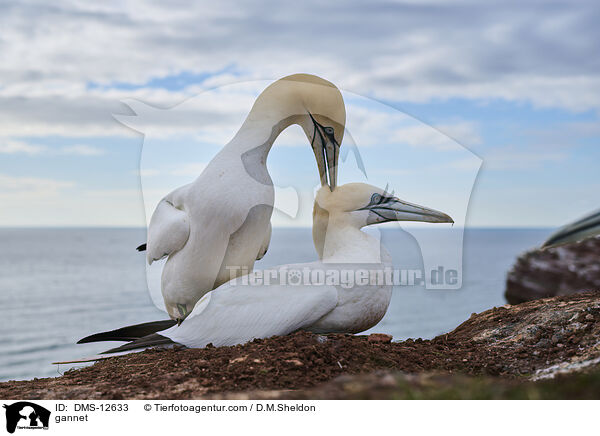 Basstlpel / gannet / DMS-12633