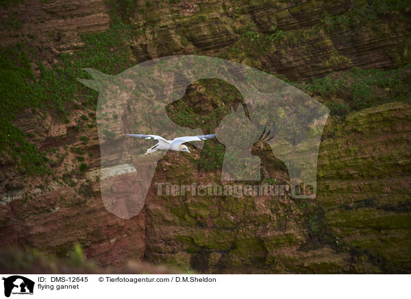 fliegender Basstlpel / flying gannet / DMS-12645