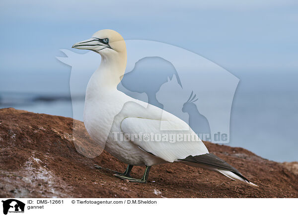 gannet / DMS-12661