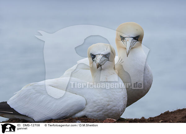 Basstlpel / gannet / DMS-12708