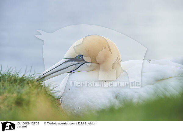 Basstlpel / gannet / DMS-12709