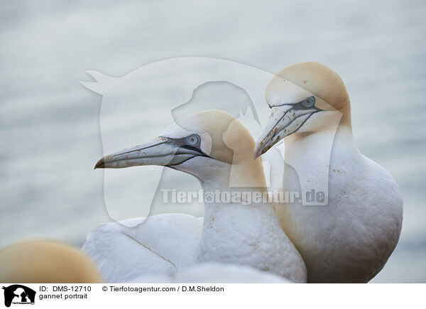 Basstlpel Portrait / gannet portrait / DMS-12710