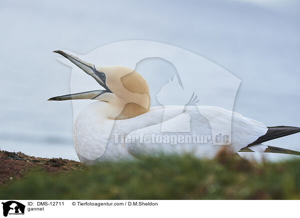 Basstlpel / gannet / DMS-12711