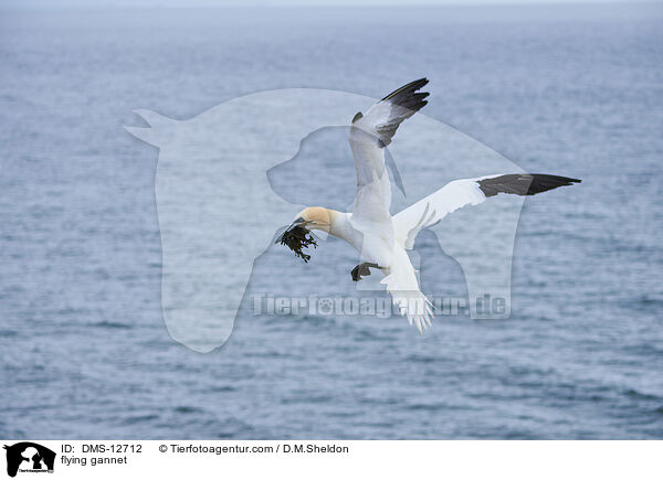 fliegender Basstlpel / flying gannet / DMS-12712