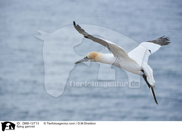 fliegender Basstlpel / flying gannet / DMS-12713