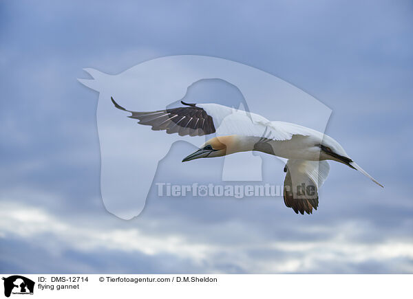 fliegender Basstlpel / flying gannet / DMS-12714