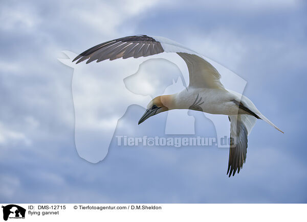fliegender Basstlpel / flying gannet / DMS-12715