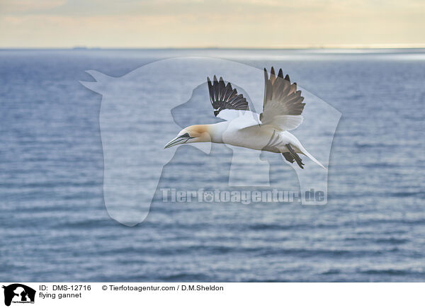 fliegender Basstlpel / flying gannet / DMS-12716