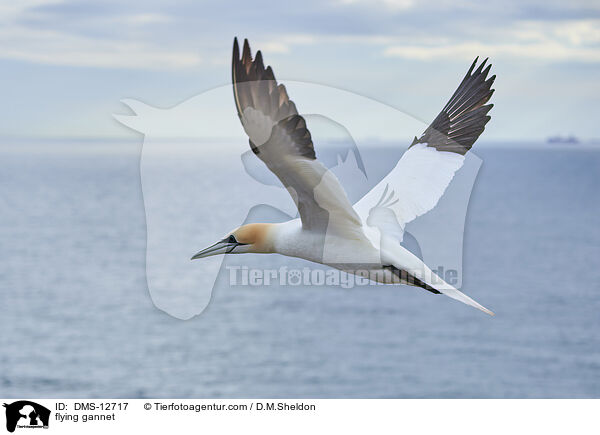 fliegender Basstlpel / flying gannet / DMS-12717