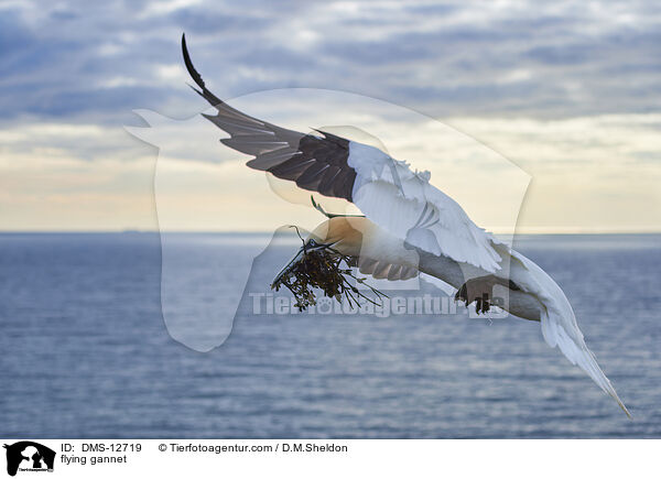 fliegender Basstlpel / flying gannet / DMS-12719