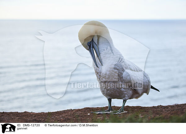 Basstlpel / gannet / DMS-12720