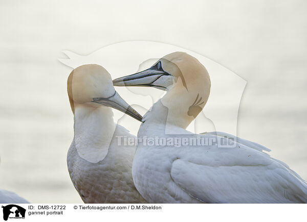 Basstlpel Portrait / gannet portrait / DMS-12722