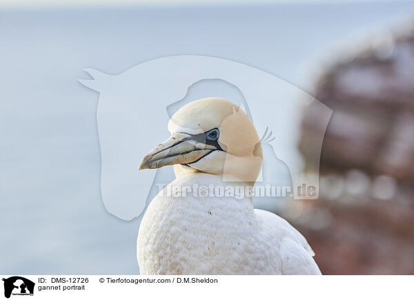Basstlpel Portrait / gannet portrait / DMS-12726