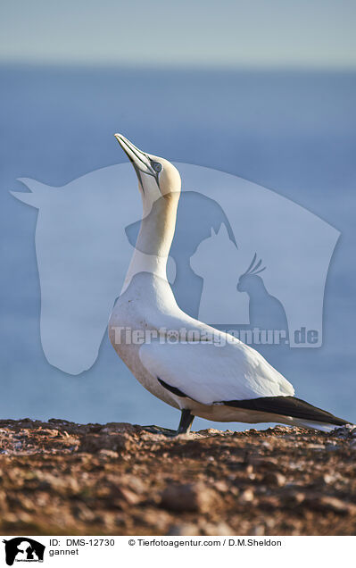 Basstlpel / gannet / DMS-12730