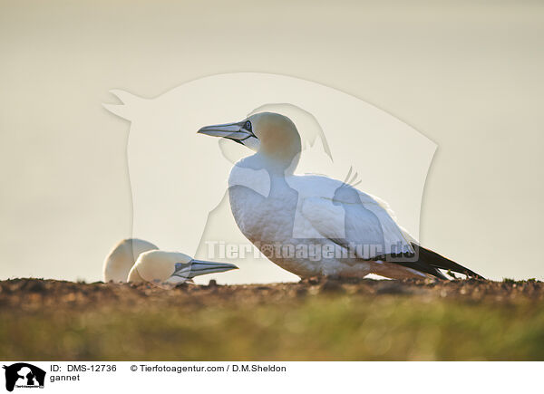 Basstlpel / gannet / DMS-12736