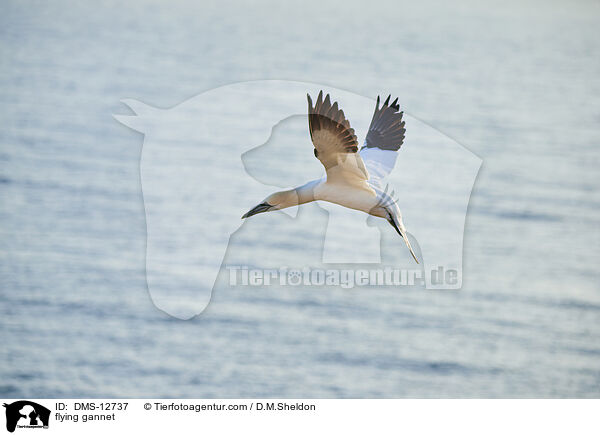 fliegender Basstlpel / flying gannet / DMS-12737