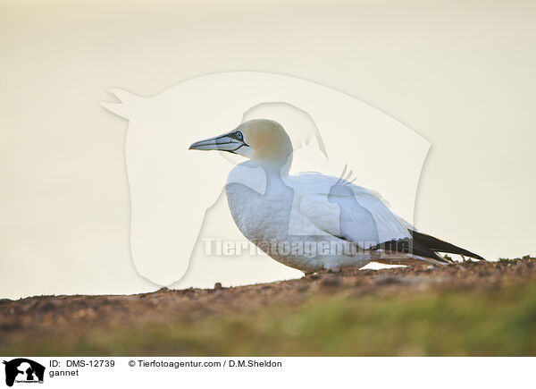 Basstlpel / gannet / DMS-12739
