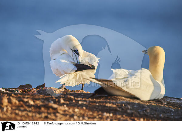 Basstlpel / gannet / DMS-12742