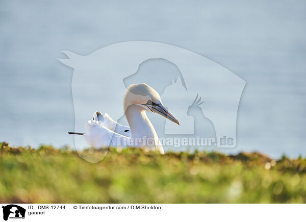 Basstlpel / gannet / DMS-12744