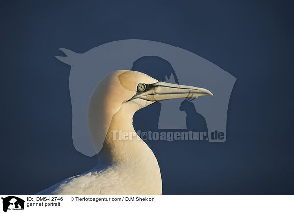 Basstlpel Portrait / gannet portrait / DMS-12746