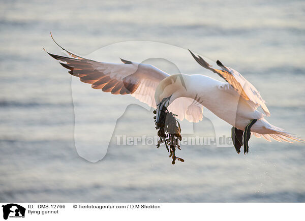 fliegender Basstlpel / flying gannet / DMS-12766