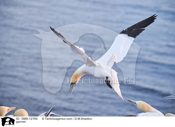 Basstlpel / gannet / DMS-12769