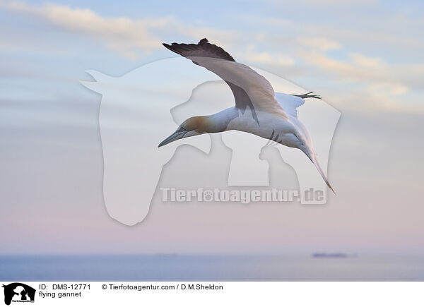 fliegender Basstlpel / flying gannet / DMS-12771