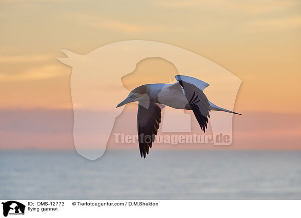 fliegender Basstlpel / flying gannet / DMS-12773