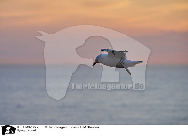 fliegender Basstlpel / flying gannet / DMS-12775