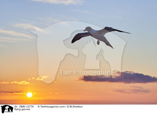fliegender Basstlpel / flying gannet / DMS-12776