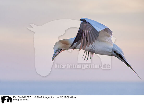 fliegender Basstlpel / flying gannet / DMS-12777