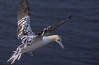 Northern Gannet