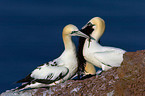 northern gannet