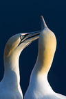 northern gannet