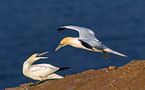 northern gannet