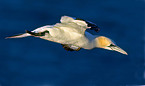 flying northern gannet