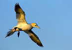 flying northern gannet