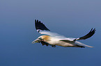 flying northern gannet