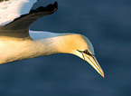 flying northern gannet