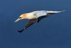 flying northern gannet