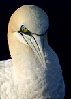 northern gannet