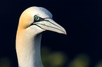 northern gannet