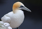 northern gannet