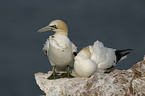 northern gannet