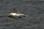 flying Northern Gannet