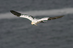 flying Northern Gannet