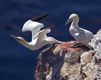 Northern Gannet