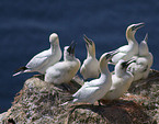 Northern Gannet